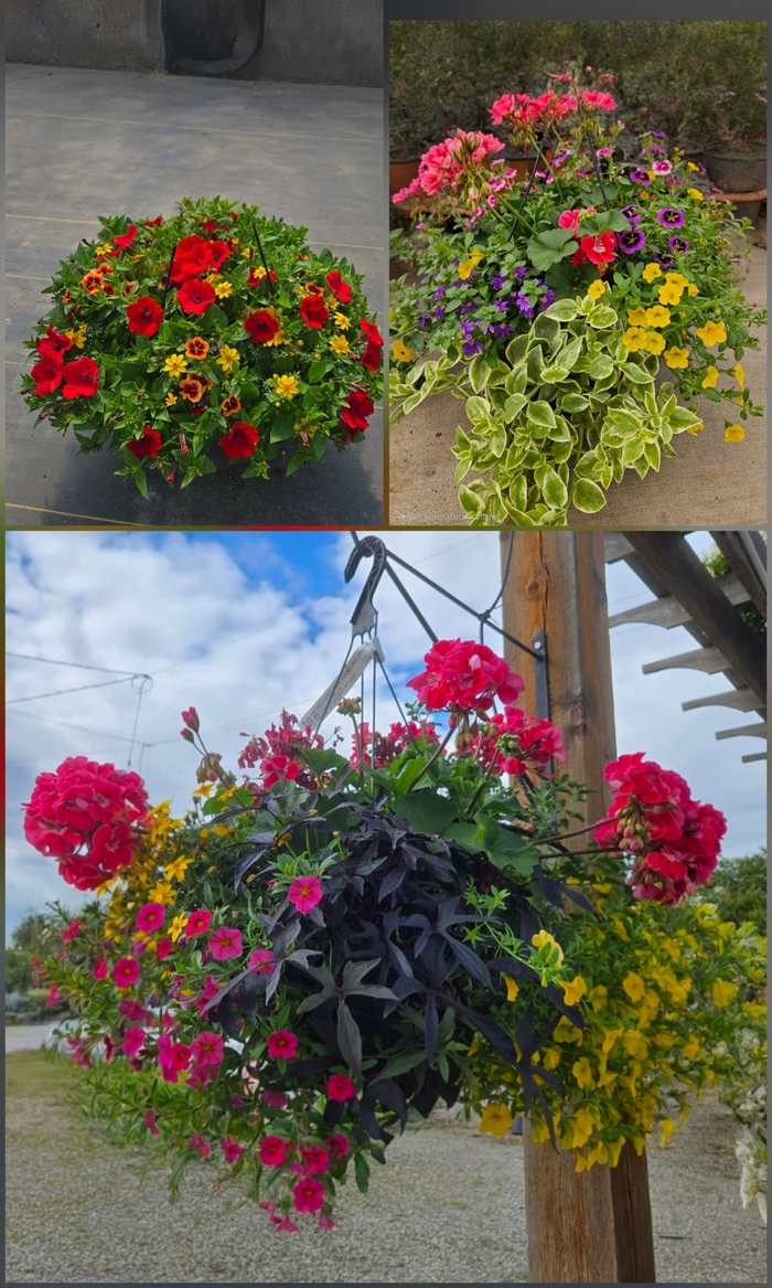 Sun Mix Basket - Assorted Sun Annuals from The Flower Spot Sun Mix Basket - Assorted Sun Annuals from The Flower Spot