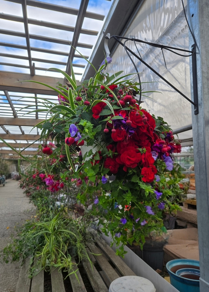 Shade Mix Basket - Assorted Shade Annuals from The Flower Spot Shade Mix Basket - Assorted Shade Annuals from The Flower Spot