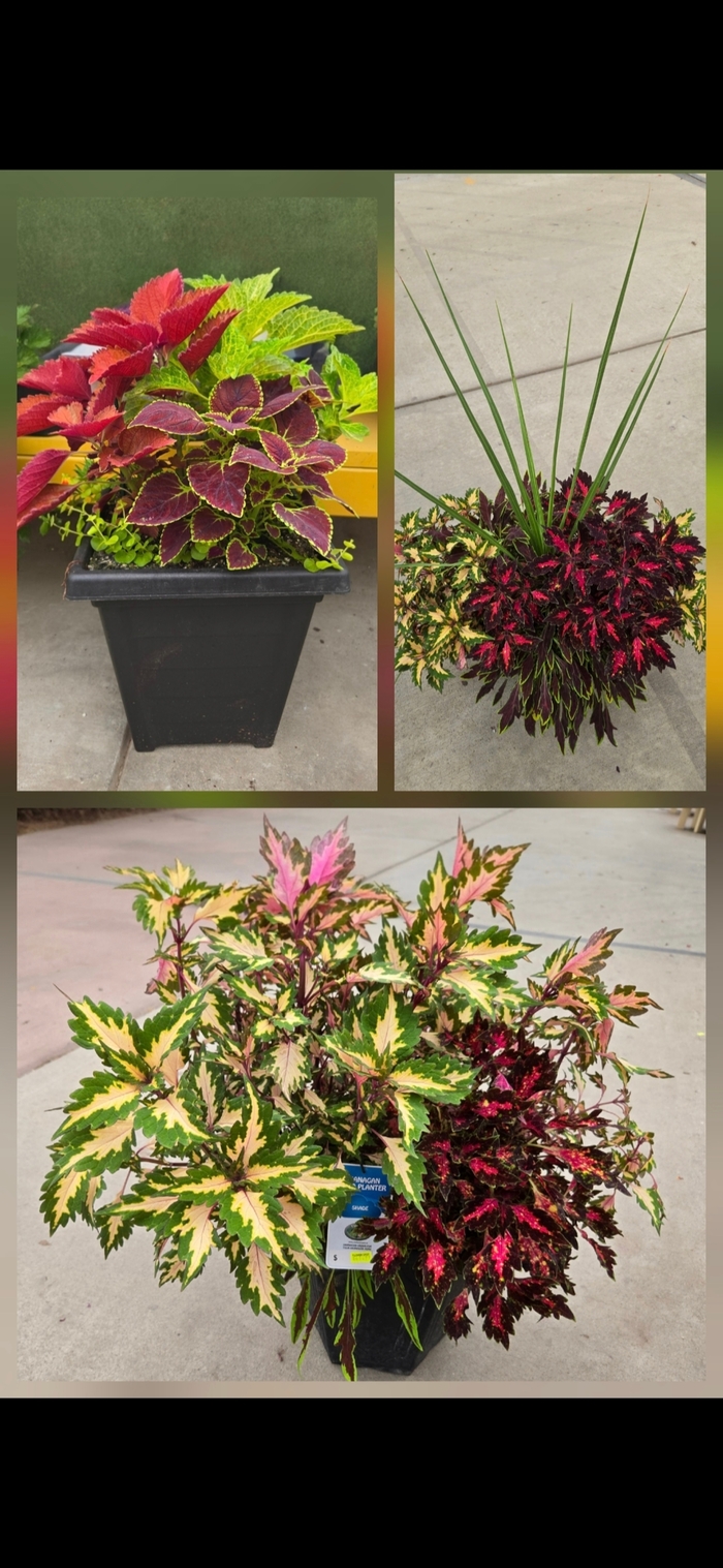 Coleus Sun Mix - Solenostemon from The Flower Spot