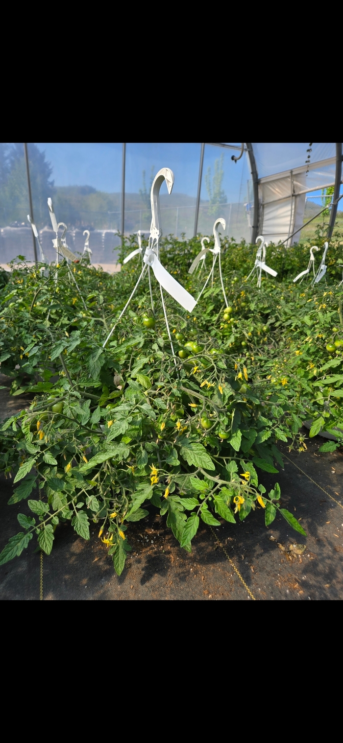 Tomato 'Tumbling Tom Red' - Hanging Basket from The Flower Spot