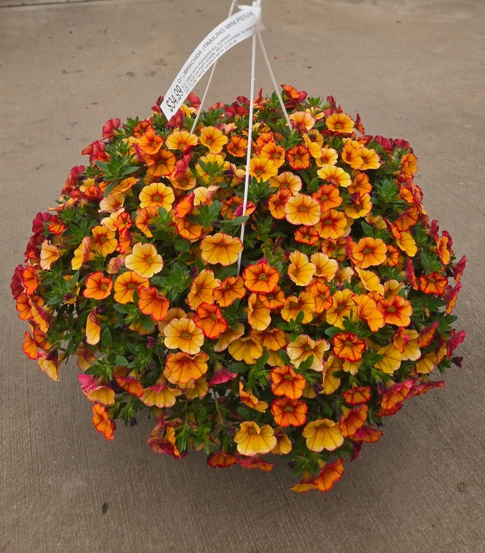 Calibrachoa Basket - Million Bells (Mini Petunia) from The Flower Spot Calibrachoa Basket - Million Bells (Mini Petunia) from The Flower Spot