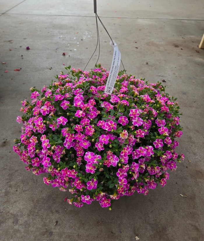 Calibrachoa Basket - Million Bells (Mini Petunia) from The Flower Spot Calibrachoa Basket - Million Bells (Mini Petunia) from The Flower Spot