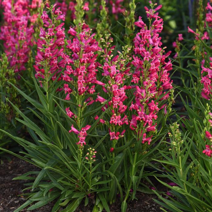 Penstemon 'Rock Candy Ruby' - Penstemon from The Flower Spot Penstemon 'Rock Candy Ruby' - Penstemon from The Flower Spot