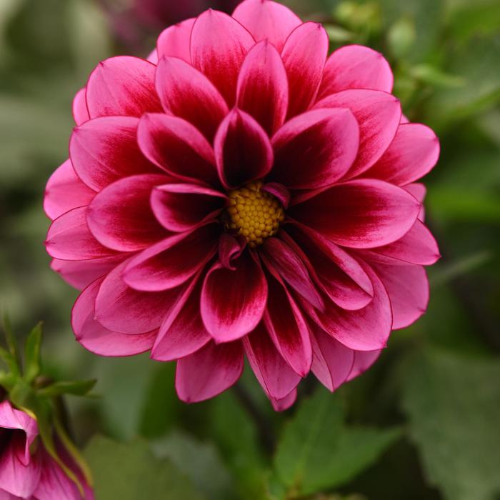 Dahlia 'Dalaya Cranberry' - Dahlia from The Flower Spot