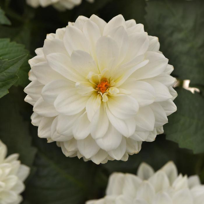 Dahlia 'Dalaya White' - Dahlia from The Flower Spot Dahlia 'Dalaya White' - Dahlia from The Flower Spot