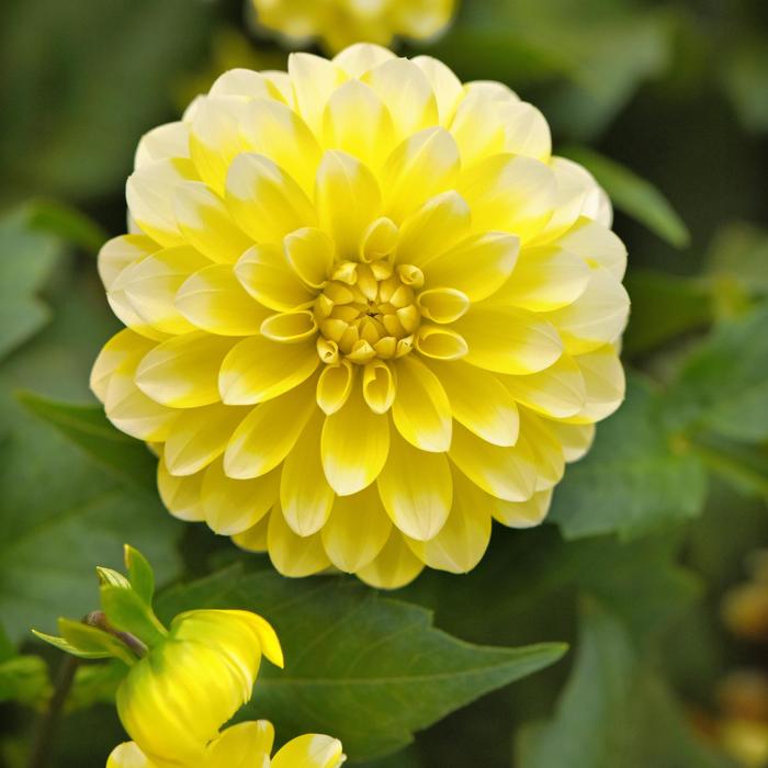 Dahlia 'Dalaya Yellow Lace' - Dahlia from The Flower Spot