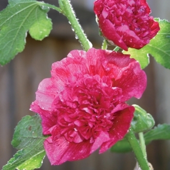 Hollyhock 'Chater's Double Mix' - Alcea rosea from The Flower Spot