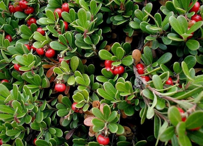 Bearberry 'Vancouver Jade' - Arctostaphylos uva-ursi from The Flower Spot