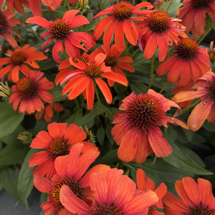 Coneflower 'Guatemala Papaya' - Echinacea from The Flower Spot