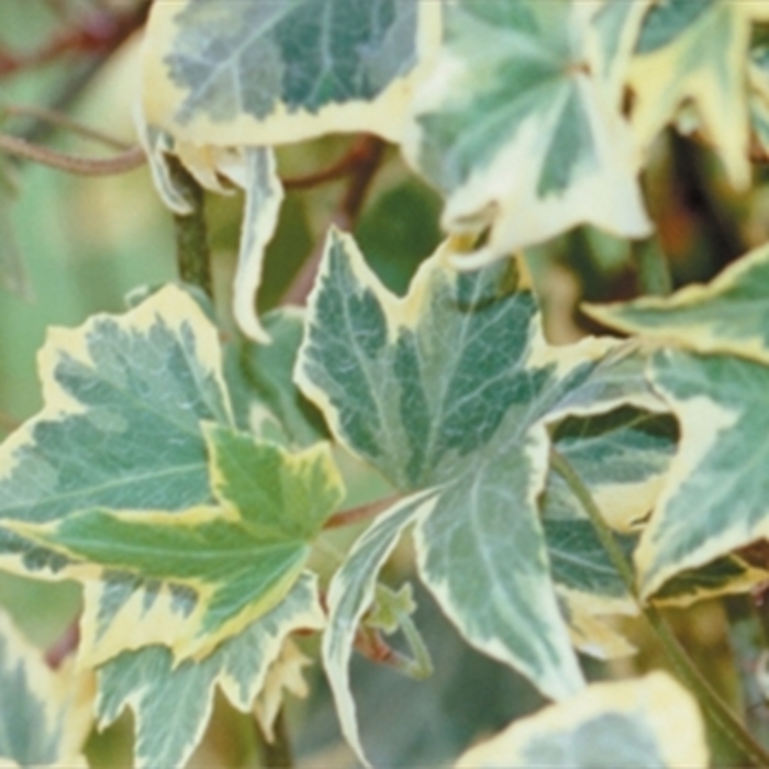 English Ivy 'Yellow Ripple' - Hedera helix from The Flower Spot