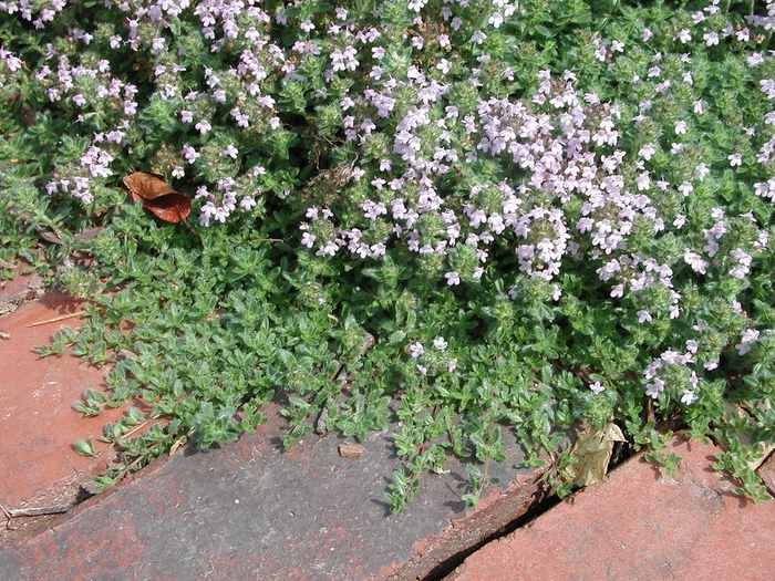 Thyme 'Mother of Thyme' - Thymus serpyllum from The Flower Spot