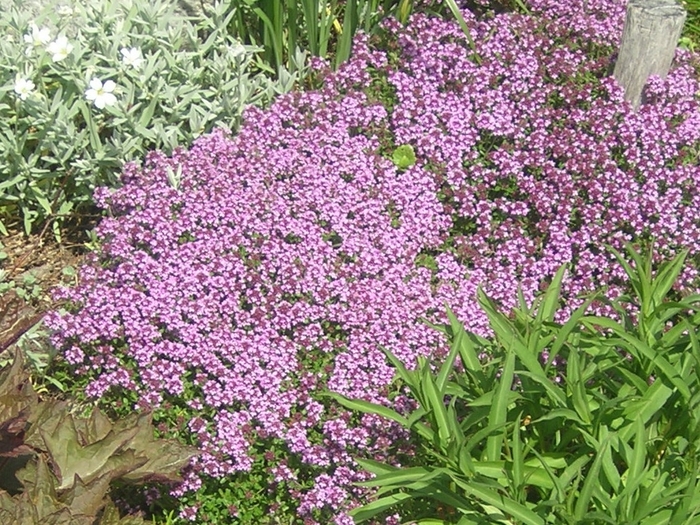 Thyme 'Magic Carpet' - Thymus serpyllum from The Flower Spot