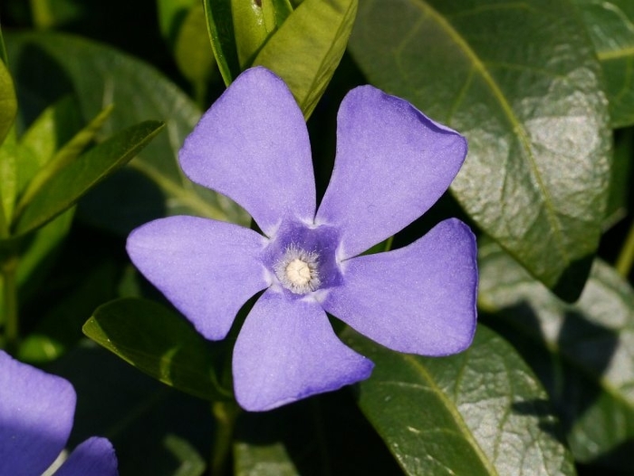 Periwinkle 'Miss Bowles' - Vinca minor from The Flower Spot