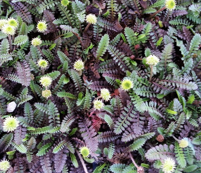 Brass Buttons 'Platt's Black' - Leptinella squalida from The Flower Spot