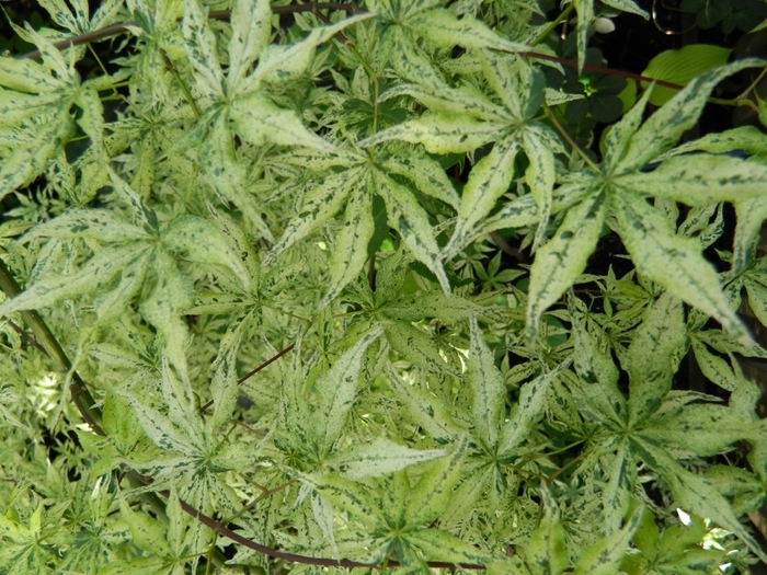 Japanese Maple 'Ukigumo' - Acer palmatum from The Flower Spot