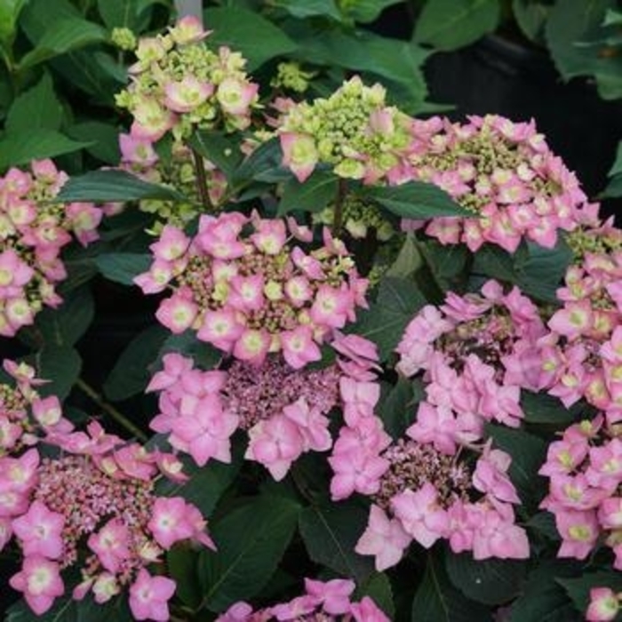 Hydrangea 'Let's Dance Can Do' - Hydrangea macrophylla x serrata from The Flower Spot