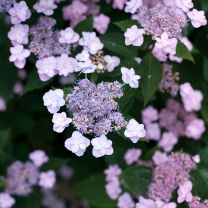Hydrangea 'Tiny Tuff Stuff' - Hydrangea serrata from The Flower Spot
