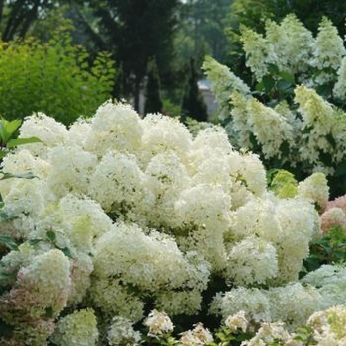 Hydrangea 'Puffer Fish' - Hydrangea paniculata from The Flower Spot
