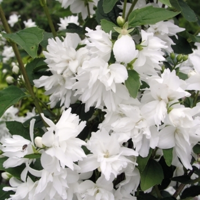 Mock Orange 'Pearls of Perfume' - Philadelphus lewisii from The Flower Spot