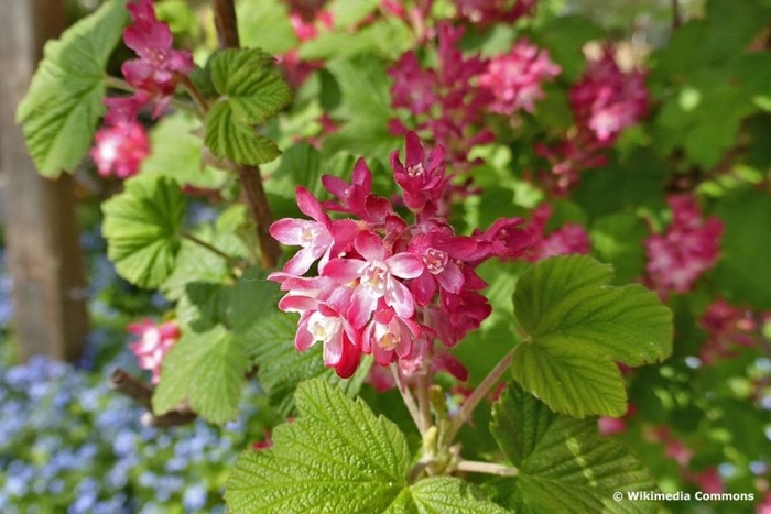 Currant 'King Edward' - Ribes sanguineum from The Flower Spot