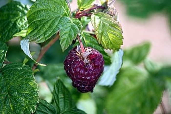 Raspberry 'Brandywine' - Rubus from The Flower Spot
