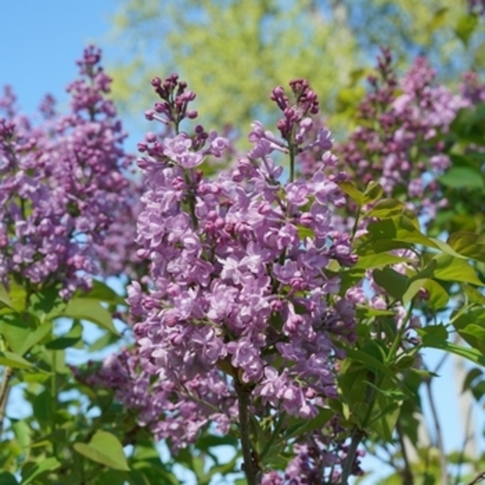 Lilac 'Double Blue' - Syringa hyacinthiflora from The Flower Spot