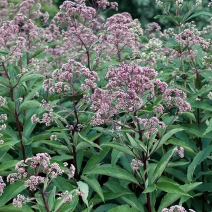 Joe Pye Weed 'Little Pye' - Eupatorium dubium from The Flower Spot