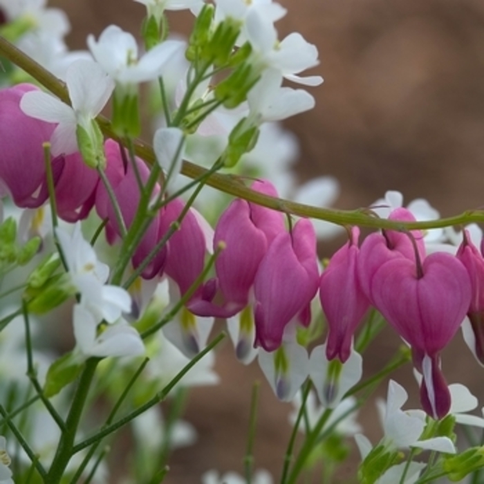 Bleeding Heart - Dicentra from The Flower Spot