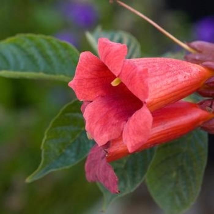 Trumpet Vine 'Atropurpurea Scarlet' - Campsis from The Flower Spot