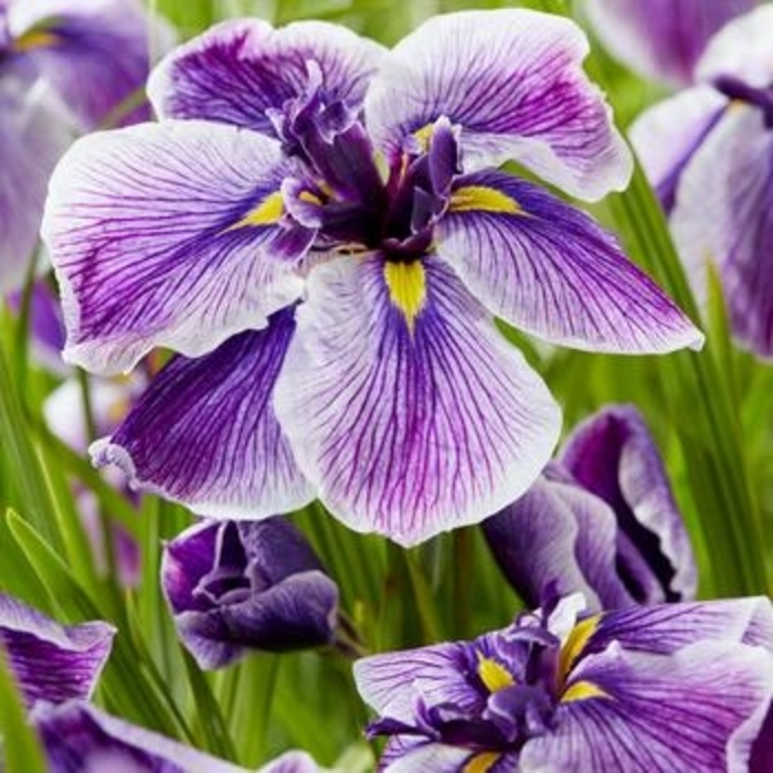 Iris 'Dinner Plate Series' - Iris ensata (Japanese Iris) from The Flower Spot