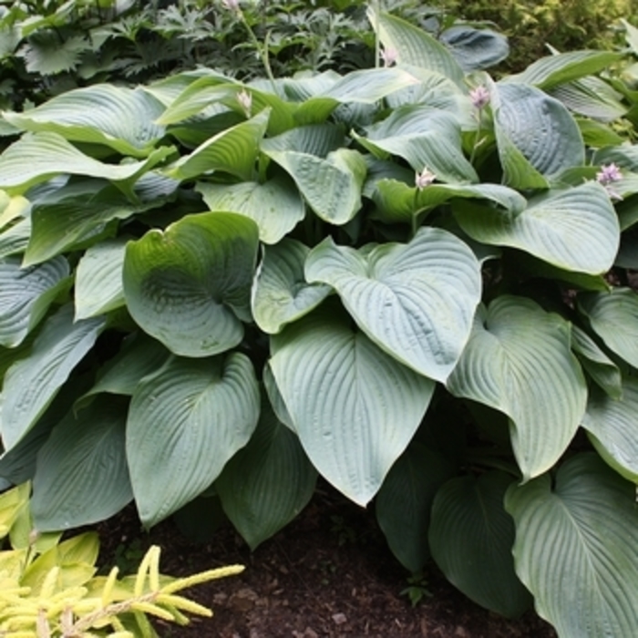 Hosta 'Empress Wu' - Hosta from The Flower Spot