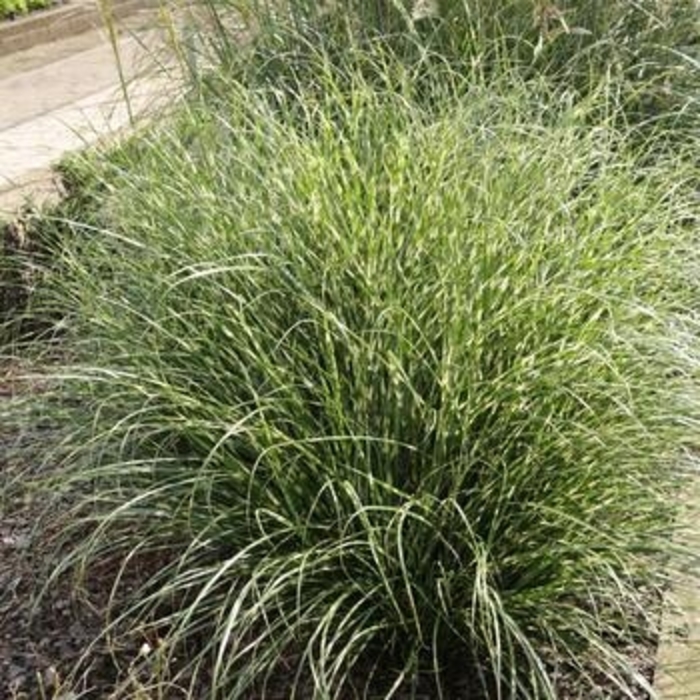 Maiden Grass 'Bandwidth' - Miscanthus senensis from The Flower Spot Maiden Grass 'Bandwidth' - Miscanthus senensis from The Flower Spot
