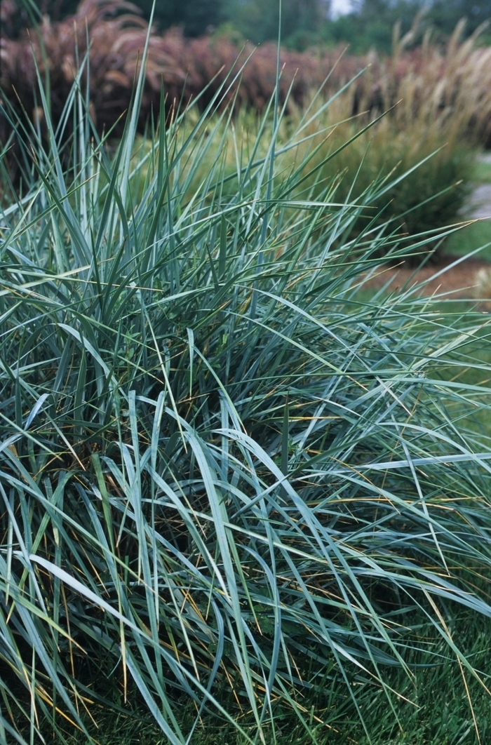 Blue Wheat Grass - Elymus magellanicus from The Flower Spot