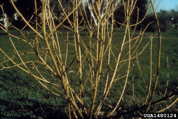 Dogwood 'Arctic Fire Yellow' - Cornus sericea from The Flower Spot