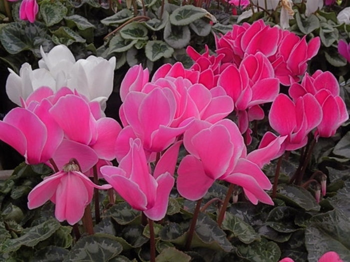 Cyclamen - Cyclamen cilicium from The Flower Spot