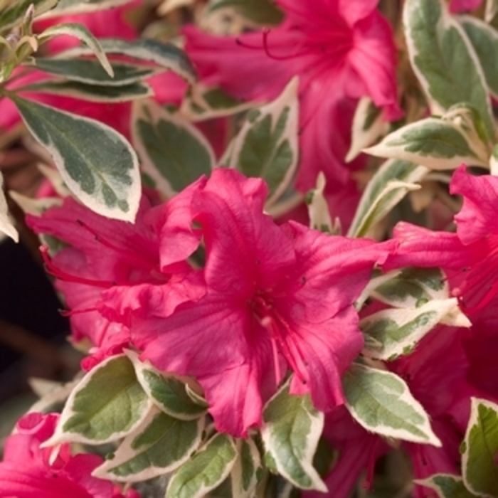 Azalea 'Girard's Variegated Gem' - Rhododendron girard Hybrid from The Flower Spot