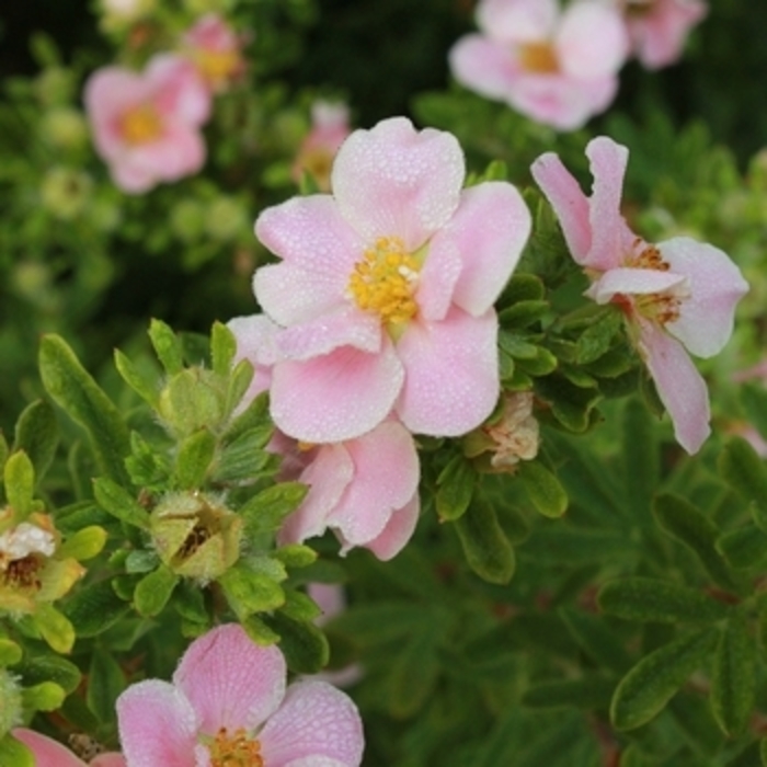 Potentilla 'Pink Beauty' - Potentilla fruticosa from The Flower Spot