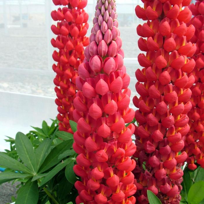 Lupine 'Westcountry Beefeater' - Lupinus polyphyllus from The Flower Spot