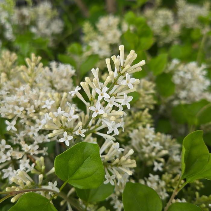 Lilac 'Pearl Potion' - Syringa from The Flower Spot