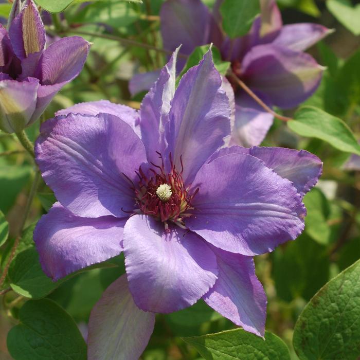 Clematis 'Joan Picton' - Clematis from The Flower Spot