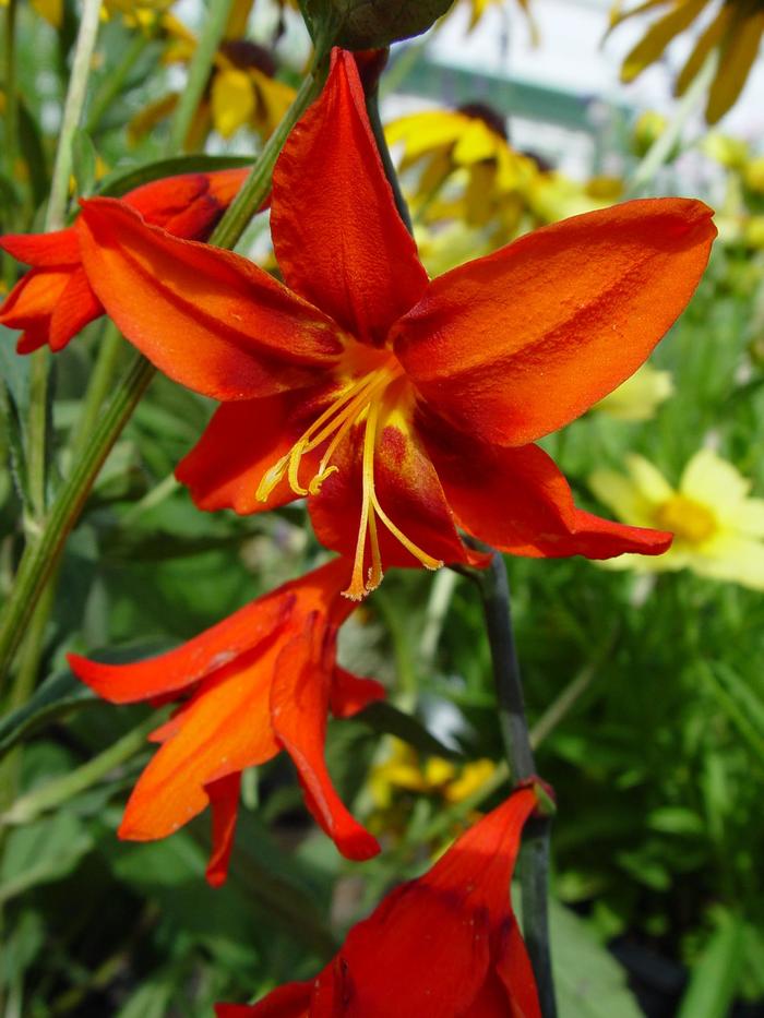 Montbretia 'Babylon' - Crocosmia from The Flower Spot