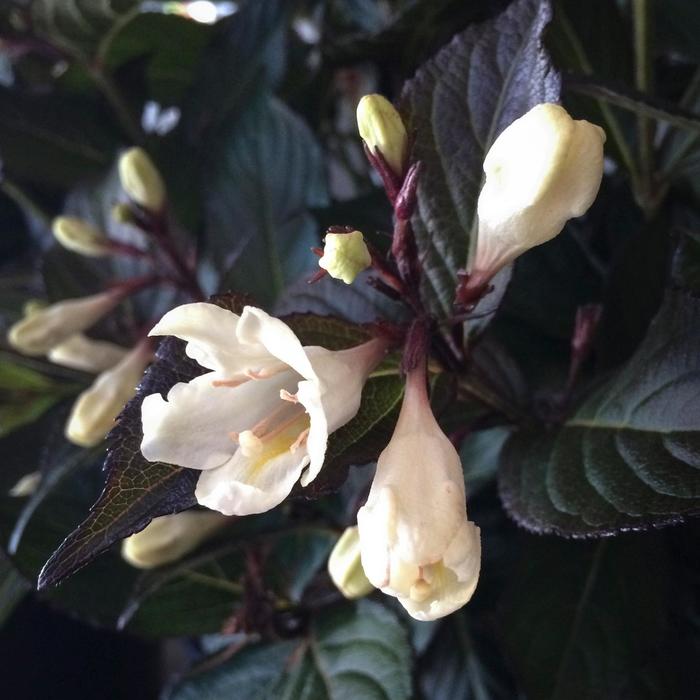 Weigela 'Date Night Tuxedo' - Weigela florida from The Flower Spot