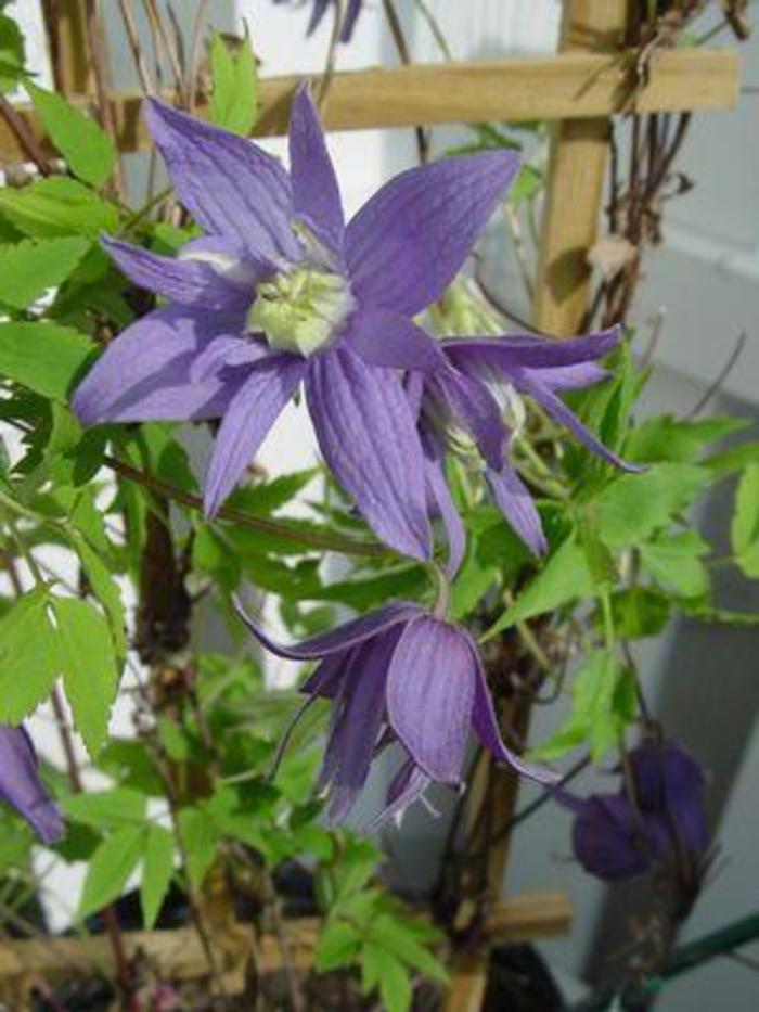 Clematis 'Blue Bird' - Clematis macropetala from The Flower Spot