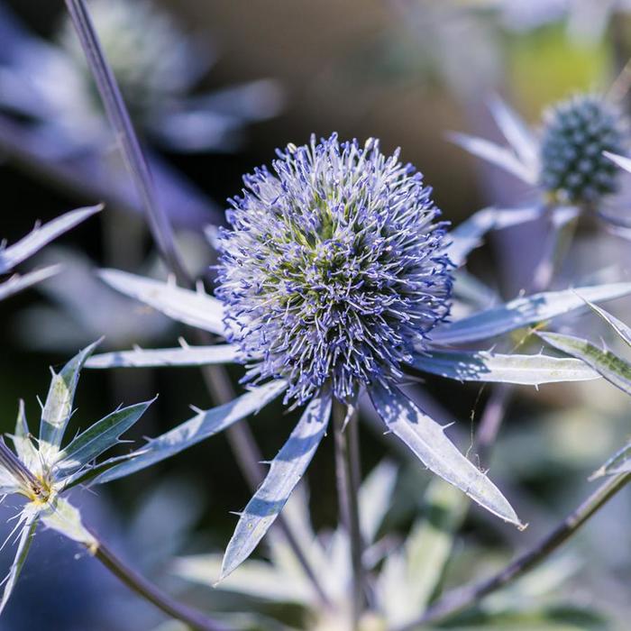 Sea Holly 'Blue Hobbit' - Eryngium planum from The Flower Spot