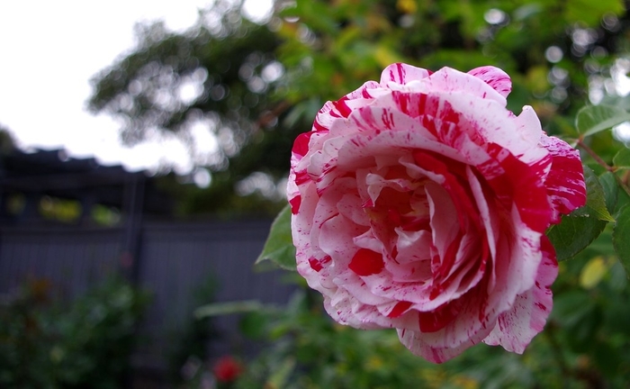 Rose 'Rock and Roll' - Rosa from The Flower Spot Rose 'Rock and Roll' - Rosa from The Flower Spot