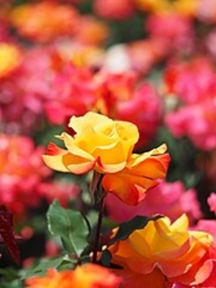 Rose 'Pinata' - Rosa from The Flower Spot Rose 'Pinata' - Rosa from The Flower Spot