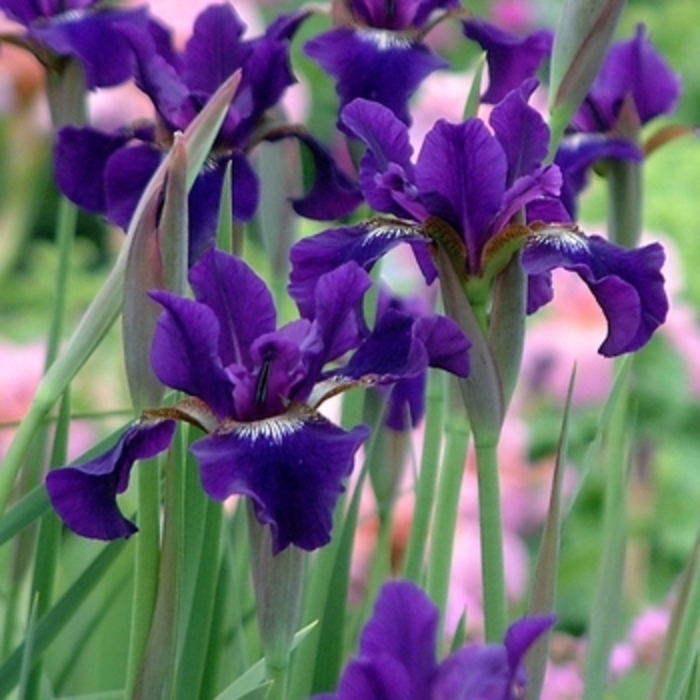 Iris 'Concord Crush' - Iris sibirica from The Flower Spot Iris 'Concord Crush' - Iris sibirica from The Flower Spot