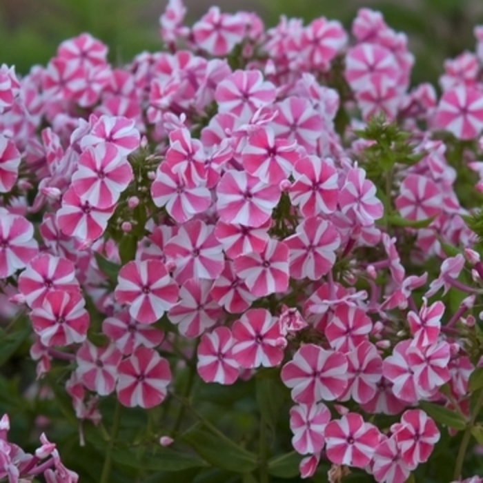 Garden Phlox 'Peppermint Candy' - Phlox paniculata from The Flower Spot