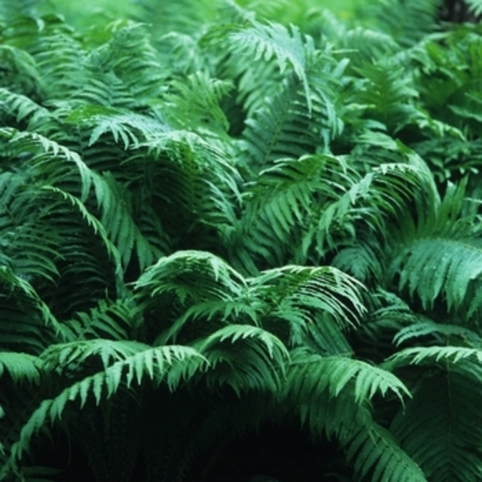 Fern 'Royal Purpurescens' - Osmunda regalis from The Flower Spot