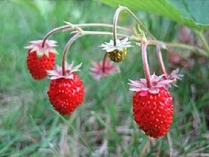 Strawberry 'Beach' - Fragaria chiloensis from The Flower Spot